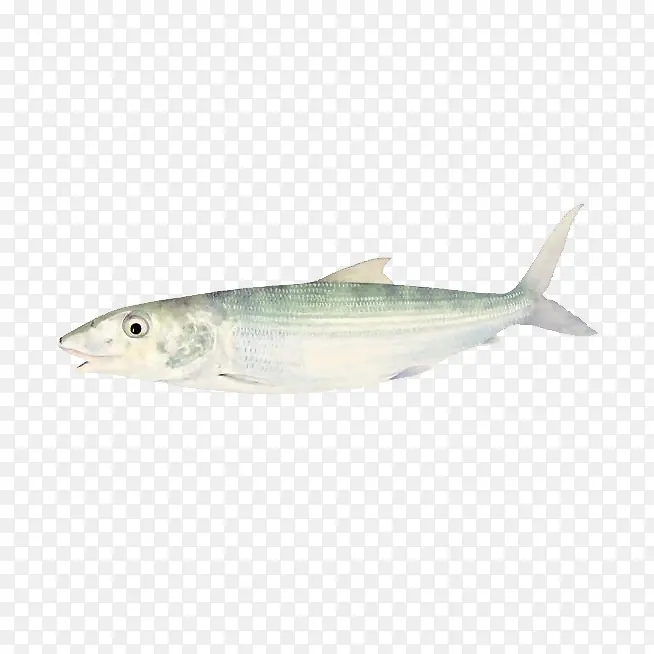 白色的鲳鱼