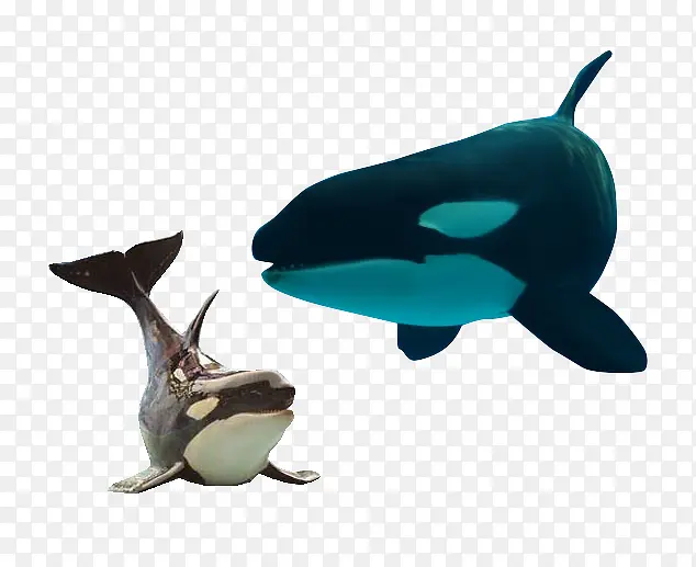 齿鲸动物