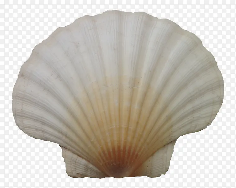 海鲜贝壳