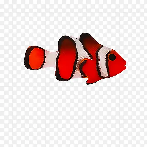 鱼红色鱼素材免抠