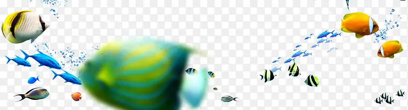 海洋鱼