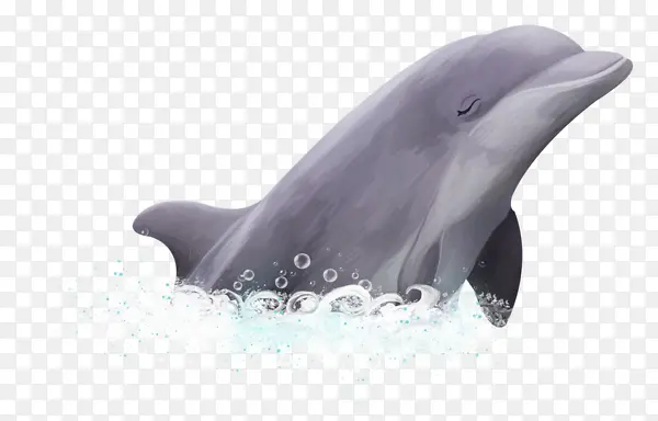 出水的海豚