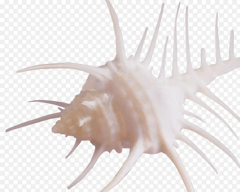 触角海螺