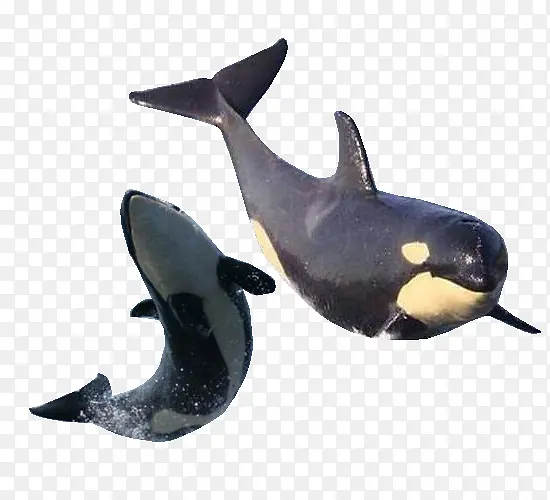 齿鲸动物