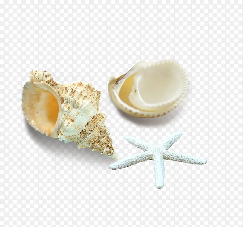 海星贝壳