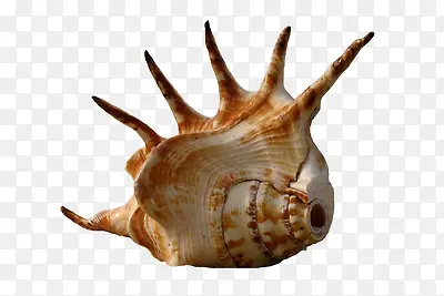 海洋动物海螺