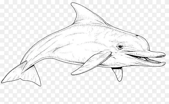 素描海豚图片