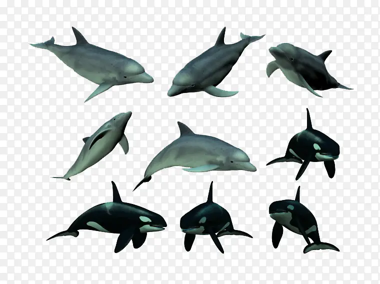 虎鲸和海豚
