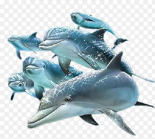 海豚海洋生物动物