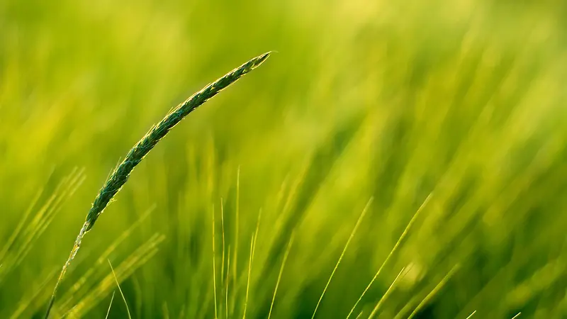 模糊的野外绿色小草