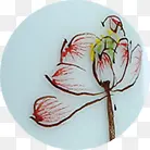 粉色手绘花朵陶瓷装饰