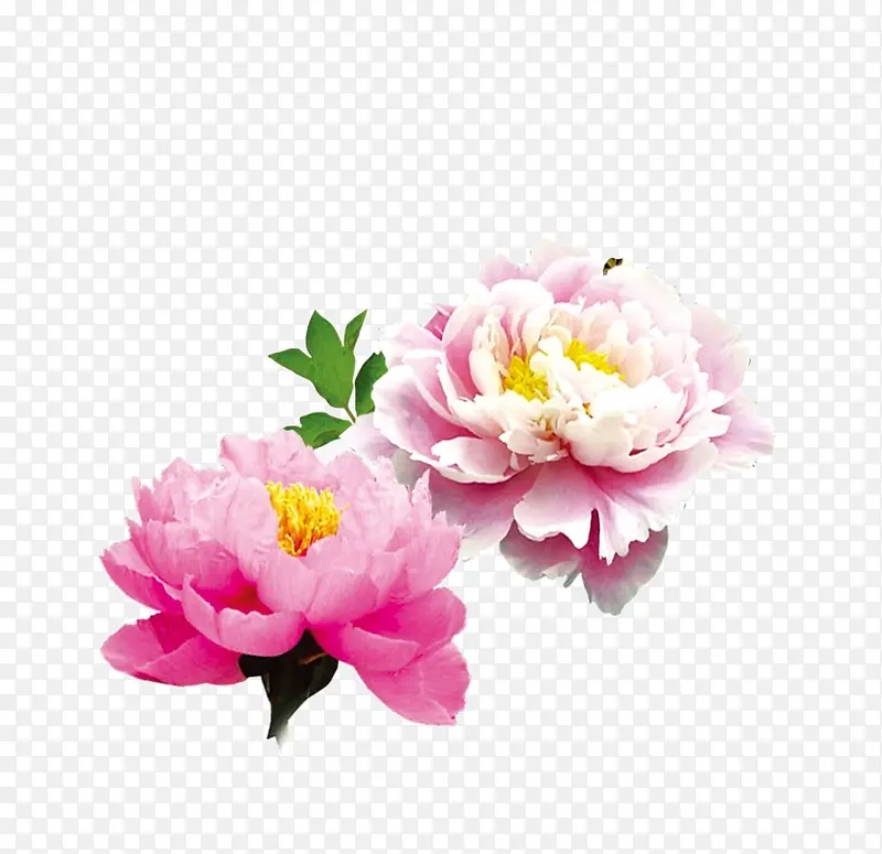 粉色牡丹