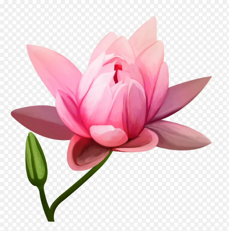 粉色荷花