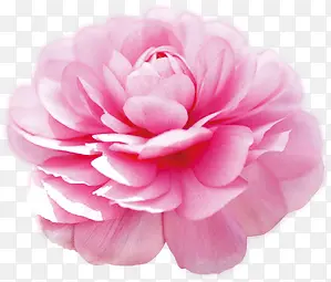 手绘植物卡通粉色花朵