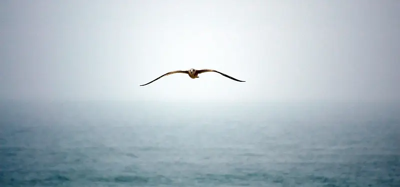 天空海鸥动物背景