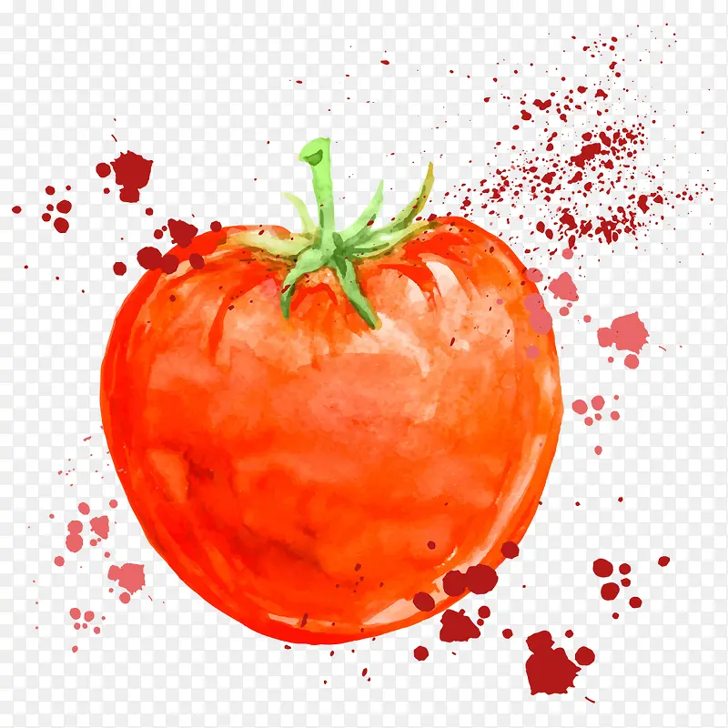 矢量水彩番茄