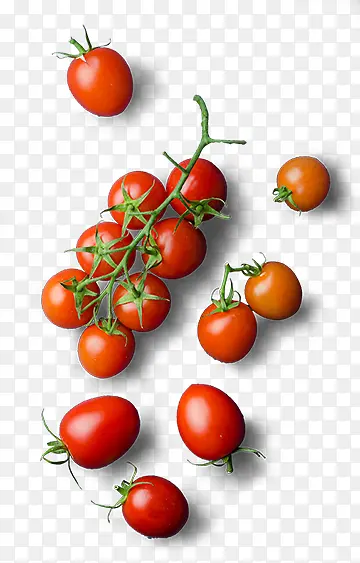小番茄蔬果素材