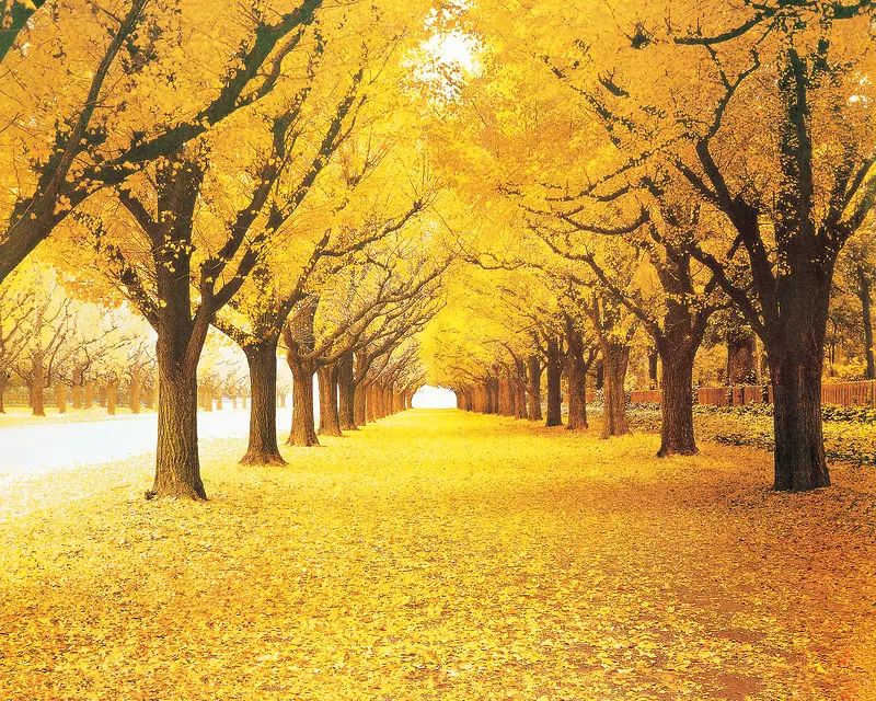 秋天树木背景