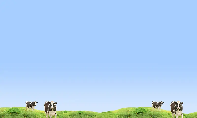 蓝天草地奶牛美景