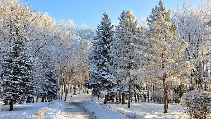 雪景树木蓝天背景素材