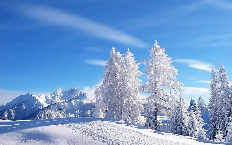 蓝色白云雪后树林