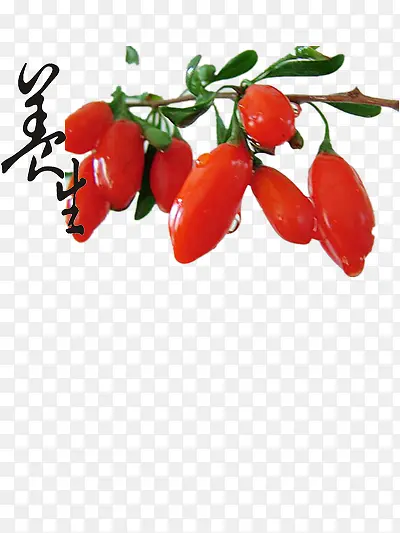 枸杞