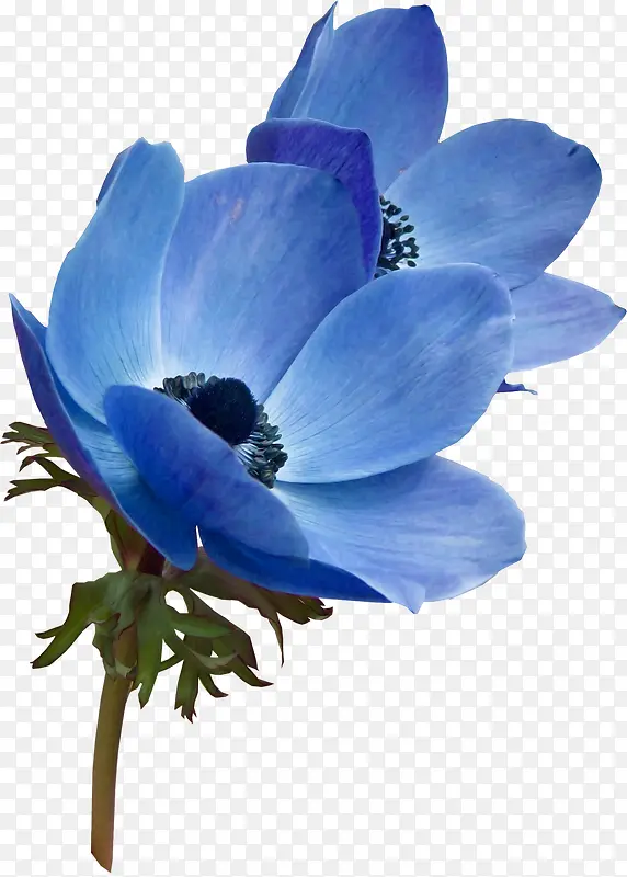 花卉