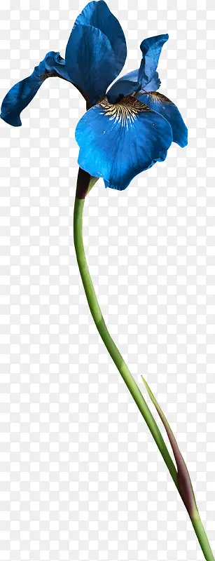 花卉