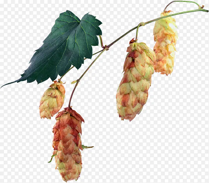 花卉图片素材花草线描