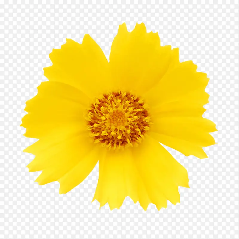 鲜花花卉鲜花矢量素材