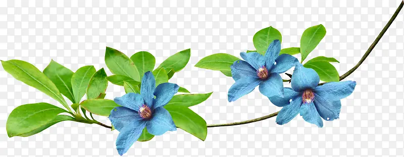 花卉