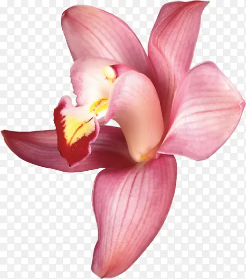 粉色鸢尾花