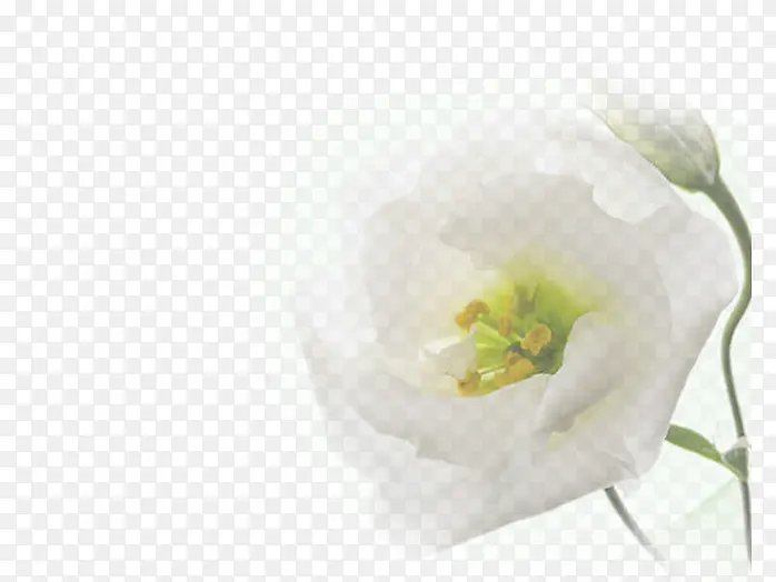 白色花