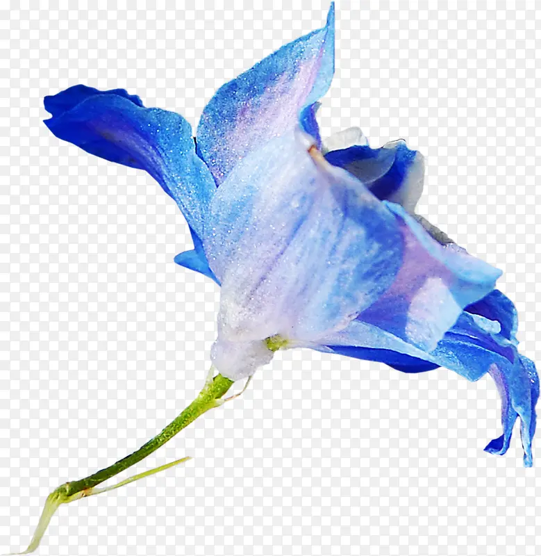 花卉