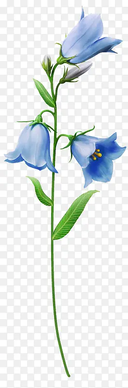花卉