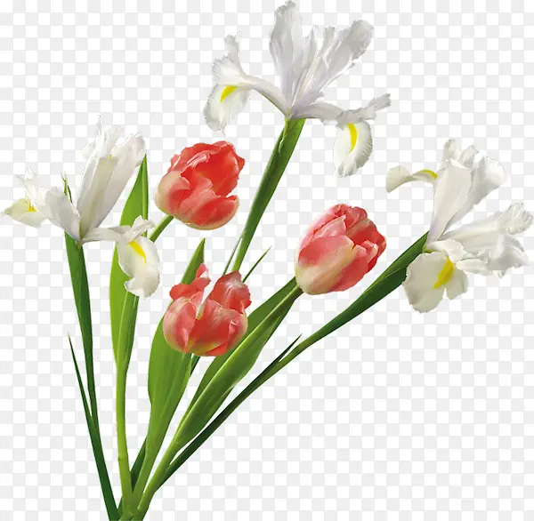 白色鸢尾花