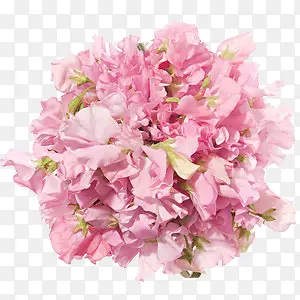 鲜花