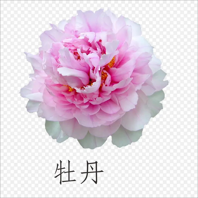 牡丹
