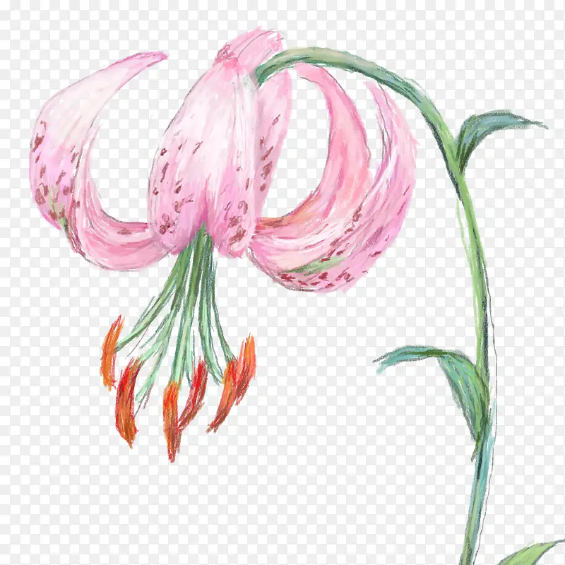 手绘鲜花