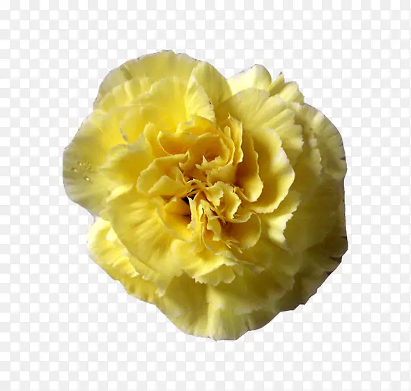 黄色花