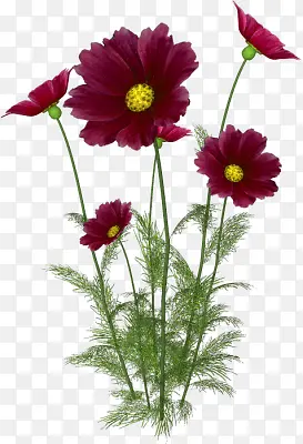 绿植花草鲜花花卉