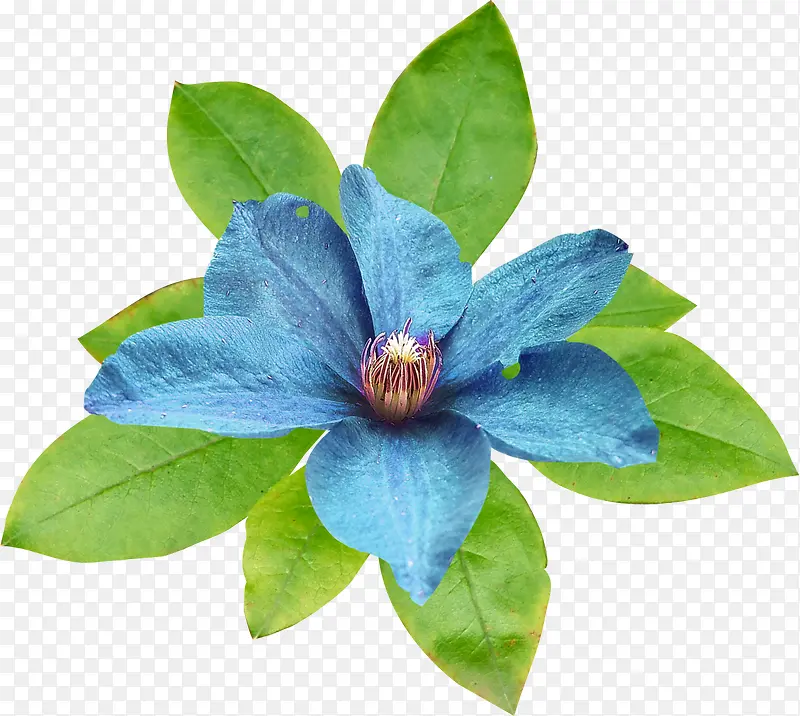 花卉