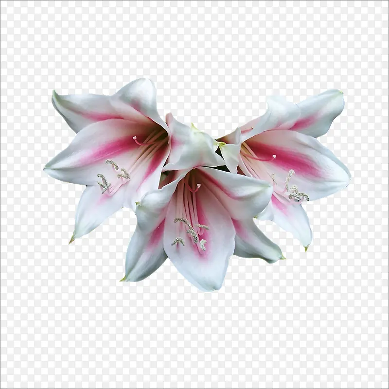 花素材