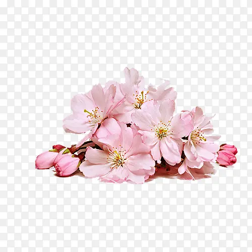 清新粉色桃花png