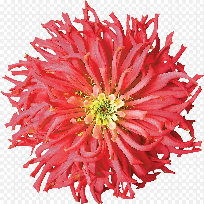 花卉