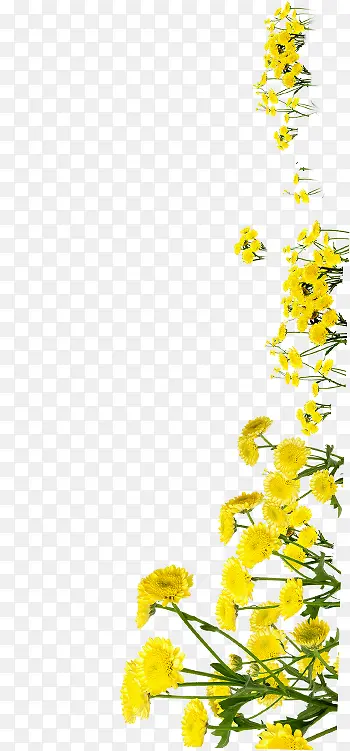 创意海报黄色植物花朵