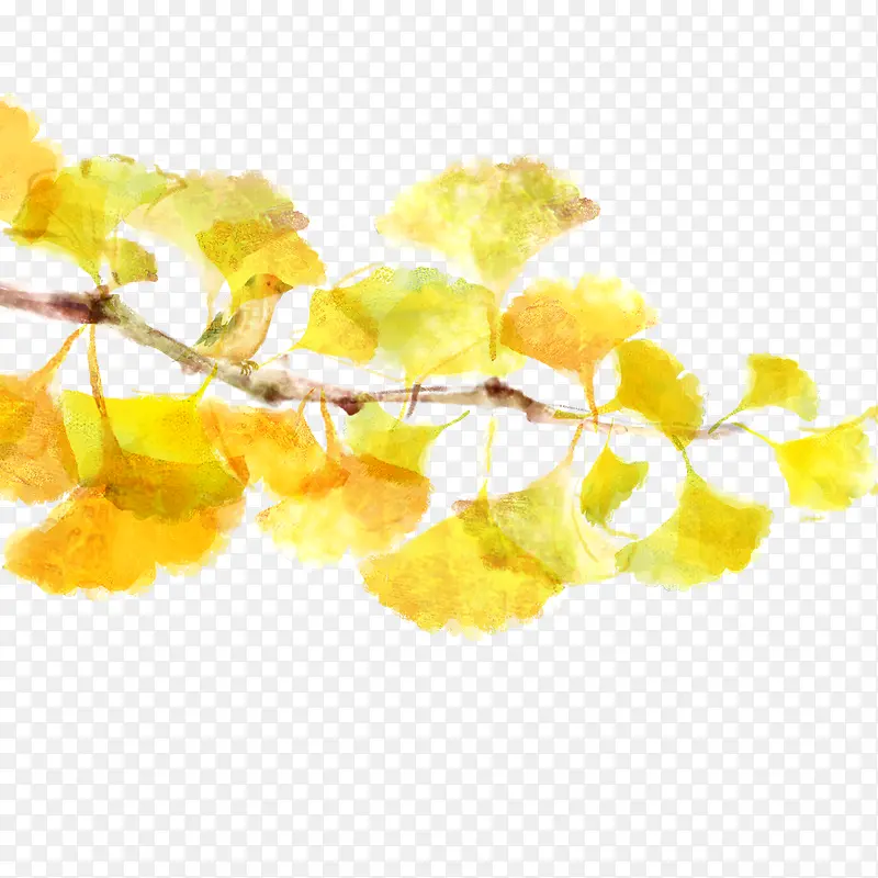 银杏的黄色花朵图