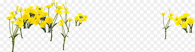 黄色花朵美景草地景观