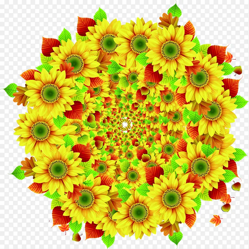 向日葵圆形花朵黄色