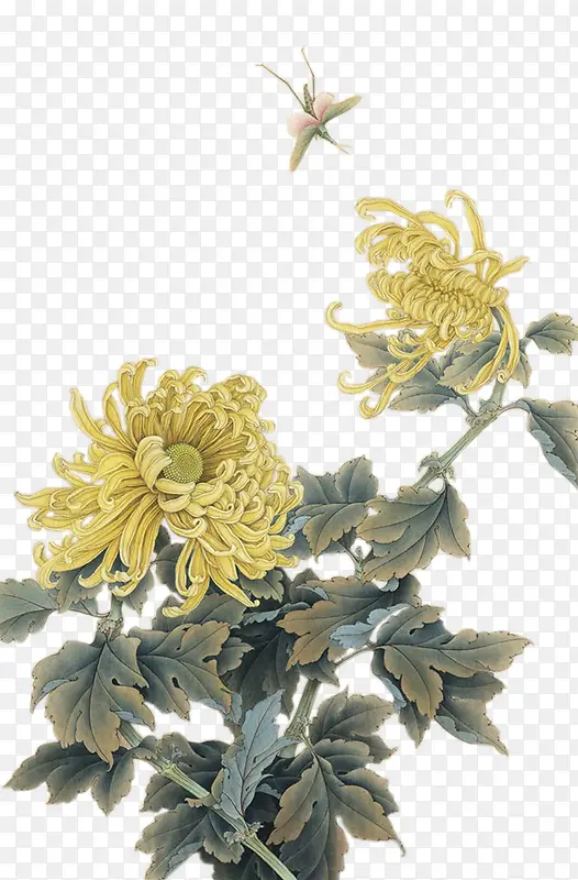 植物黄色花朵叶子效果